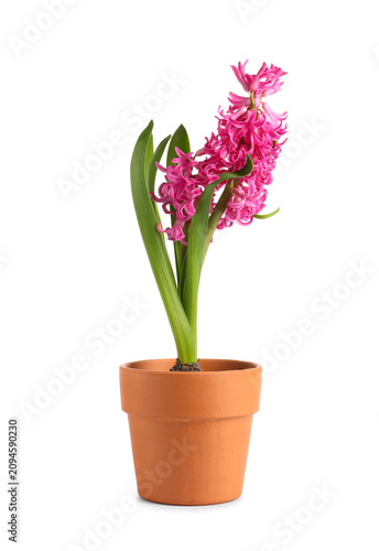 Beautiful pink hyacinth flo...