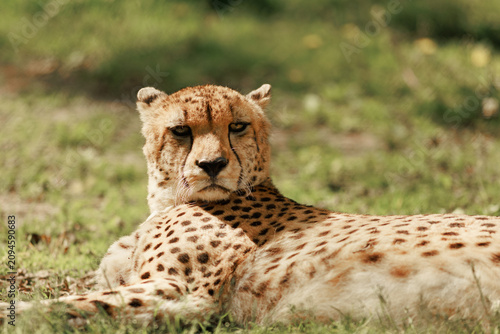 Obraz na plátně Full body view of a wild cheetah lying on green grass, turning its head to look directly at the camera