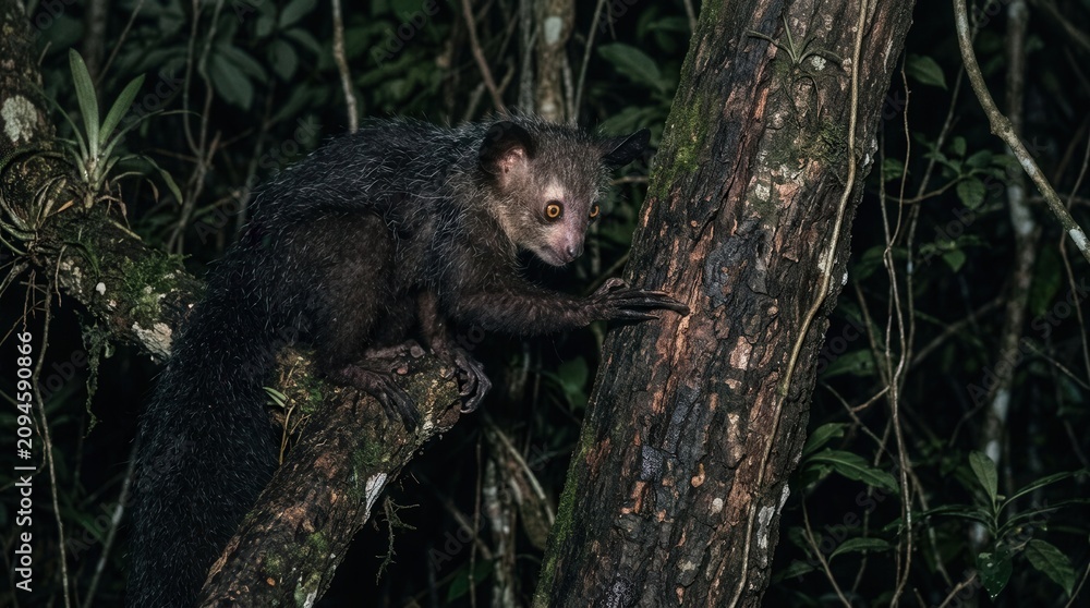 Fototapeta premium Aye Aye Primate Foraging for Grubs in a Tree Trunk at Night.
