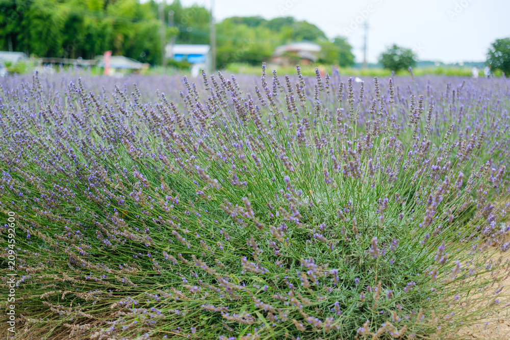 Fototapeta premium 植物園で見つけた初夏の光景
