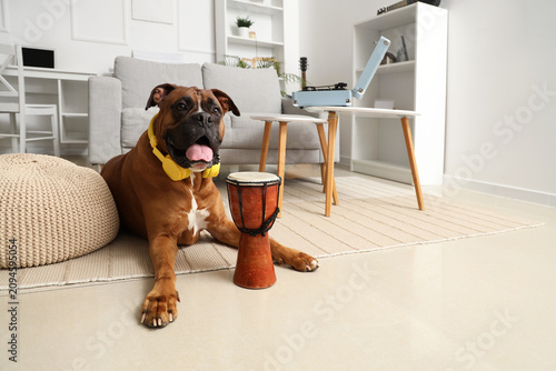 Boxer dog with headphones a...