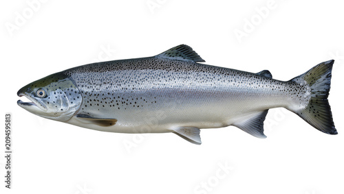 Fotografie Isolated fresh Atlantic salmon fish with shiny metallic scales, healthy natural