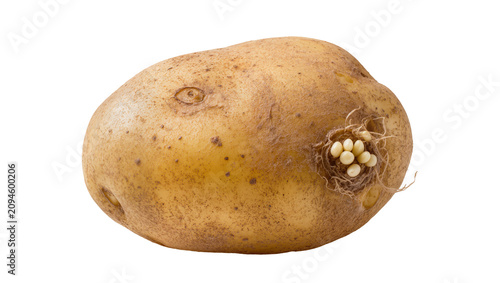 Quadro su tela Isolated natural brown potato tuber with small white sprouts emerging from its e