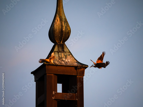 Zwei Turmfalken auf einer Kirche 