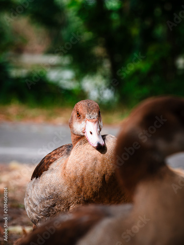 duck in the parkEgyptian goose