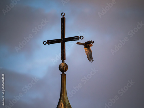 cross in the sky with a wild bird 