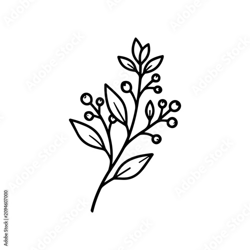 Black line drawing of a plant.