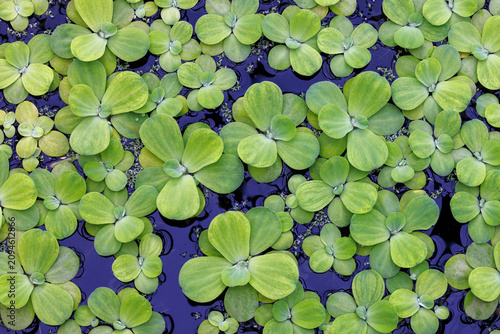 Overhead view of water lettuce, Pistia stratiotes, covering the surface of a pond. This evergreen plant is a free floating perennial native to tropical and subtropical areas.