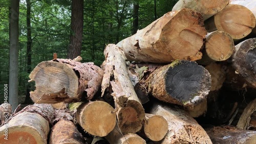 Pile of felled trees or stack of cut logs in a german forest, deforestation logging industry in the woodlands in Germany Europe 