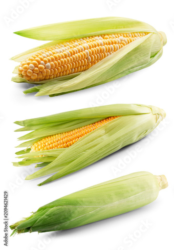 Three ears of corn in husk isolated on a white background