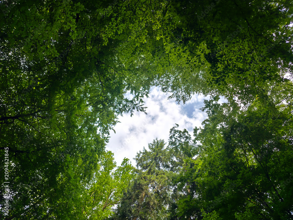 Fototapeta premium germany, refreshing blue sky above vibrant forest clearing with flourishing green trees celebrating peaceful summer nature around scenic wendlingen