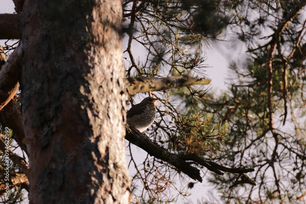 Obraz premium The Swedeish bird looking for food