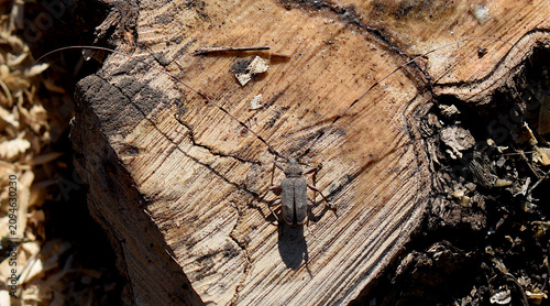 Fotografía A longhorn beetle on a stump.