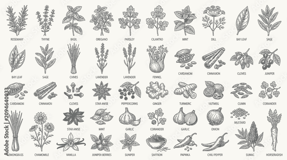 Obraz premium Vintage Botanical Illustrations of Herbs and Spices Collection