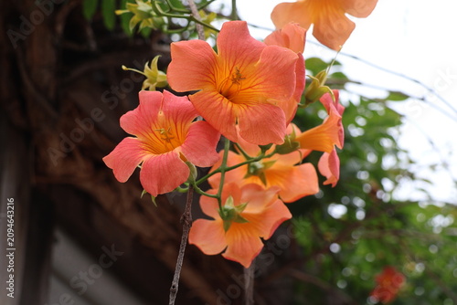 Orange trumpet vine flowers
