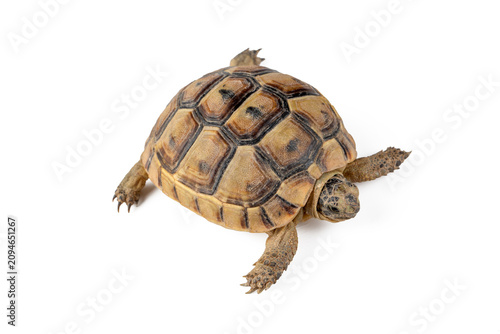 Greek Tortoise Isolated on ...