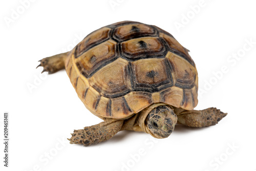 Greek Tortoise Isolated on ...