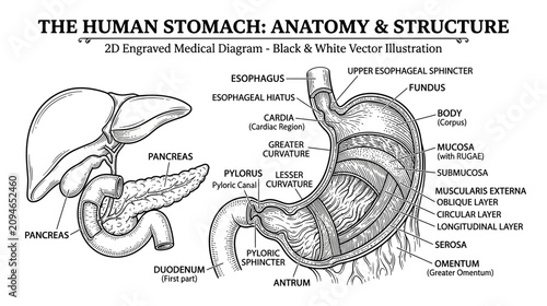 Foto Human Stomach Anatomy and Structure: Medical Diagram, Engraved Illustration