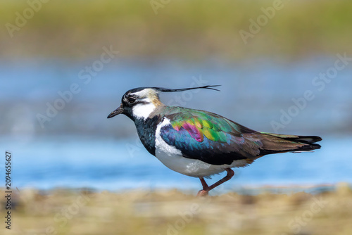 Northern lapwing, Vanellus vanellus, wading bird in a meadow