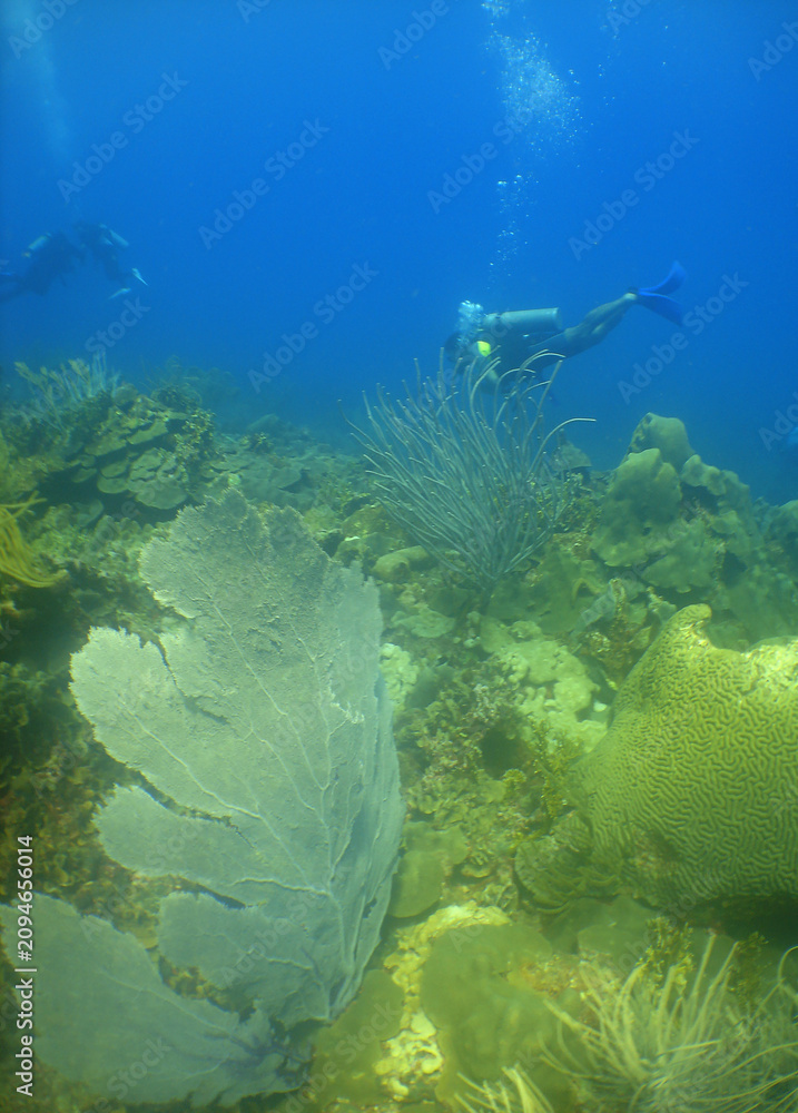Fototapeta premium Group of Scuba Divers Exploring a Vibrant Caribbean Coral Reef