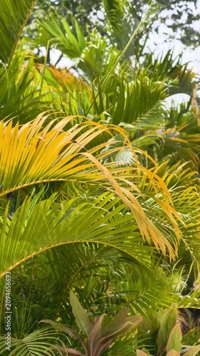 Beautiful yellowish green palm leaves gently swaying in the wind under bright daylight, organic tropical plant background.