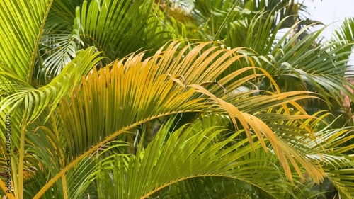 Close up shot of vibrant yellow and green palm fronds swaying gently outdoors, natural tropical foliage texture.
