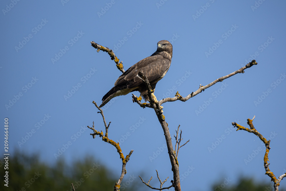 Fototapeta premium Common buzzard perched on a dry tree branch against blue sky