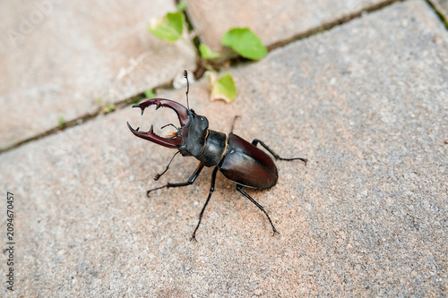 Stag Beetle (Lucanus cervus) on paving stones