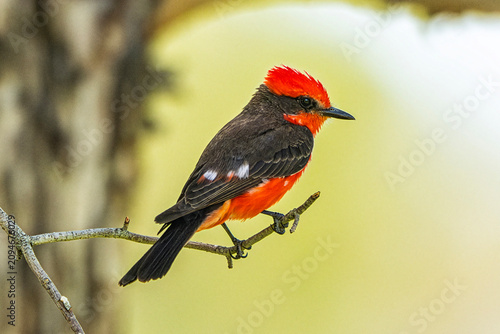 Vermilion Flycatcher (Pyrocephalus rubinus) Photo, Perched Showing His Colors