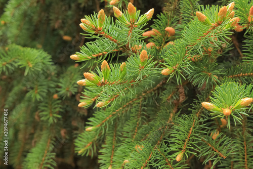 Canvastavla Close-up of a coniferous tree branch