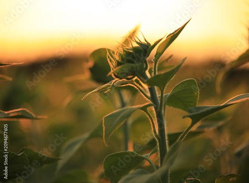 Photos Close-up of a sunflower bud in backlight