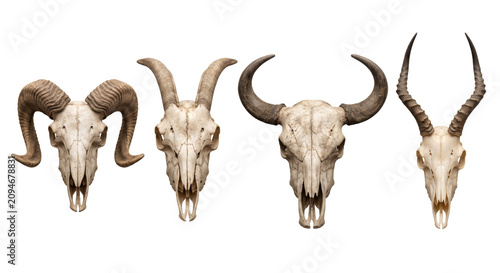 Cuadro en lienzo Collection of realistic animal and human horn skulls