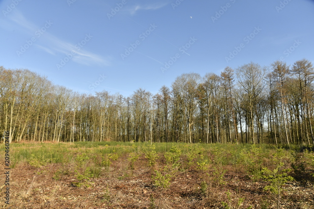 Obraz premium Les arbres au début du printemps dans la forêt des Monts à Braine-le-Château (Nivelles)