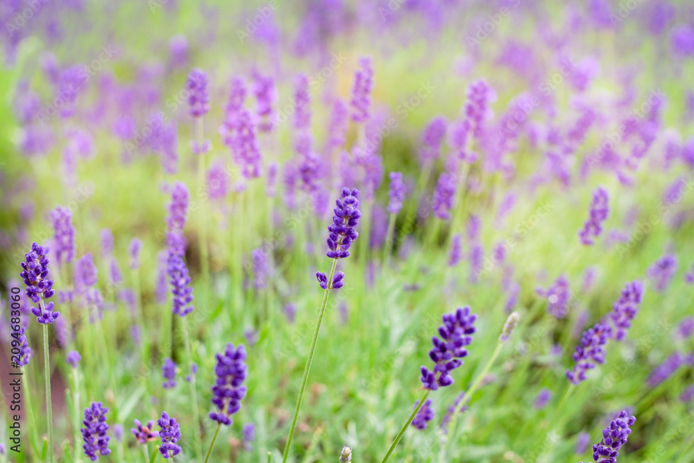 Obraz premium Beautiful lavender bushes closeup on sunset. Sunset gleam over purple flowers of lavender.