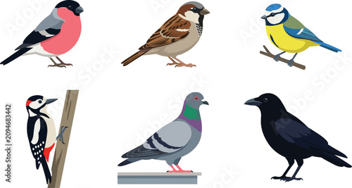 Tableau sur toile Garden birds cartoon vector illustration collection featuring bullfinch, sparrow