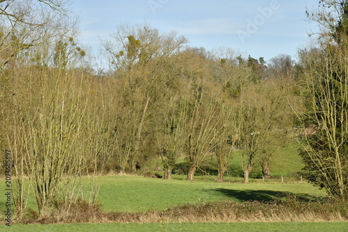 Foto La forêt au début du printemps à Braine-le-Château (Nivelles)