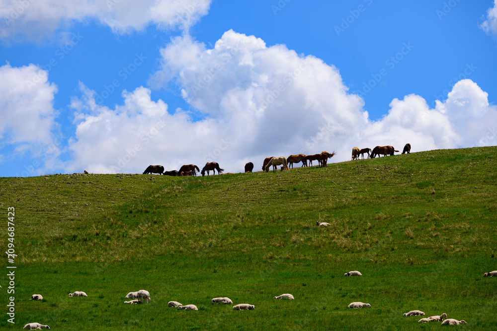 Obraz premium A line of horses grazes along the hill ridge, scattered white sheep rest on lush grass, massive fluffy white clouds float across vivid blue sky over grassland slope.