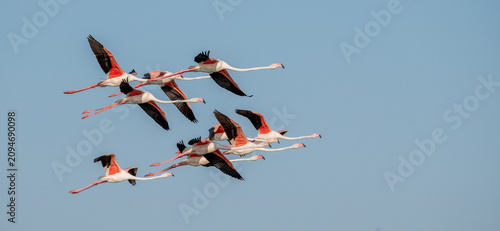 Flock of pink flamingos in flight, near the town of Sainte-Marie-de-la-Mer, in the Camargue wetlands, Provence, southern France.