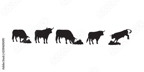 Bull action silhouette set. A collection of bull silhouettes grazing, standing, and charging isolated on white background, ideal for livestock, ranch, and farm design.