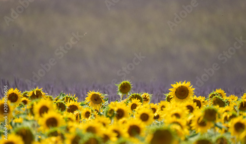 Fotografie Sunflowers in foreground, rows of fragrant lavender in the distance