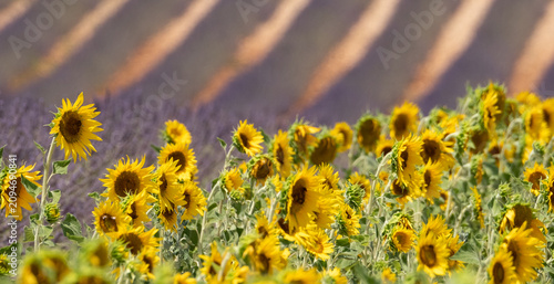 Картината върху платно Sunflowers in foreground, rows of fragrant lavender in the distance