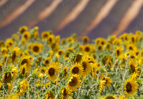 фотографія Sunflowers in foreground, rows of fragrant lavender in the distance