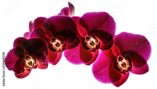 Isolated vibrant purple-red orchid flowers, elegant blooming Phalaenopsis floral close-up beauty