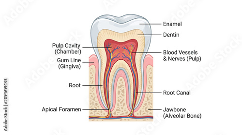 Foto Human Tooth Anatomy Diagram
