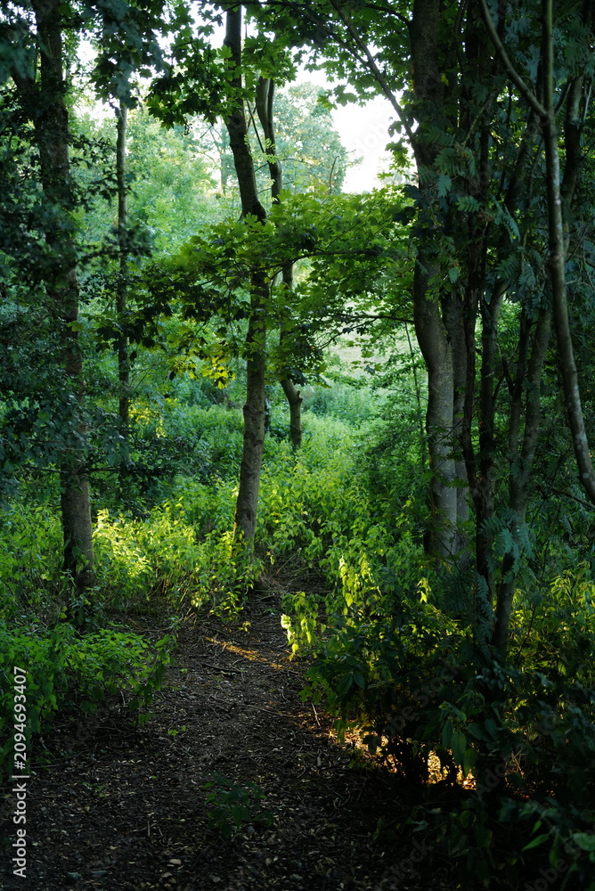 Fototapeta premium English broadleaf woodland