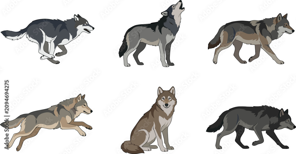Obraz premium Wolf cartoon vector illustration collection featuring running, howling, walking, sitting and stalking gray wolf wildlife character poses isolated on white background