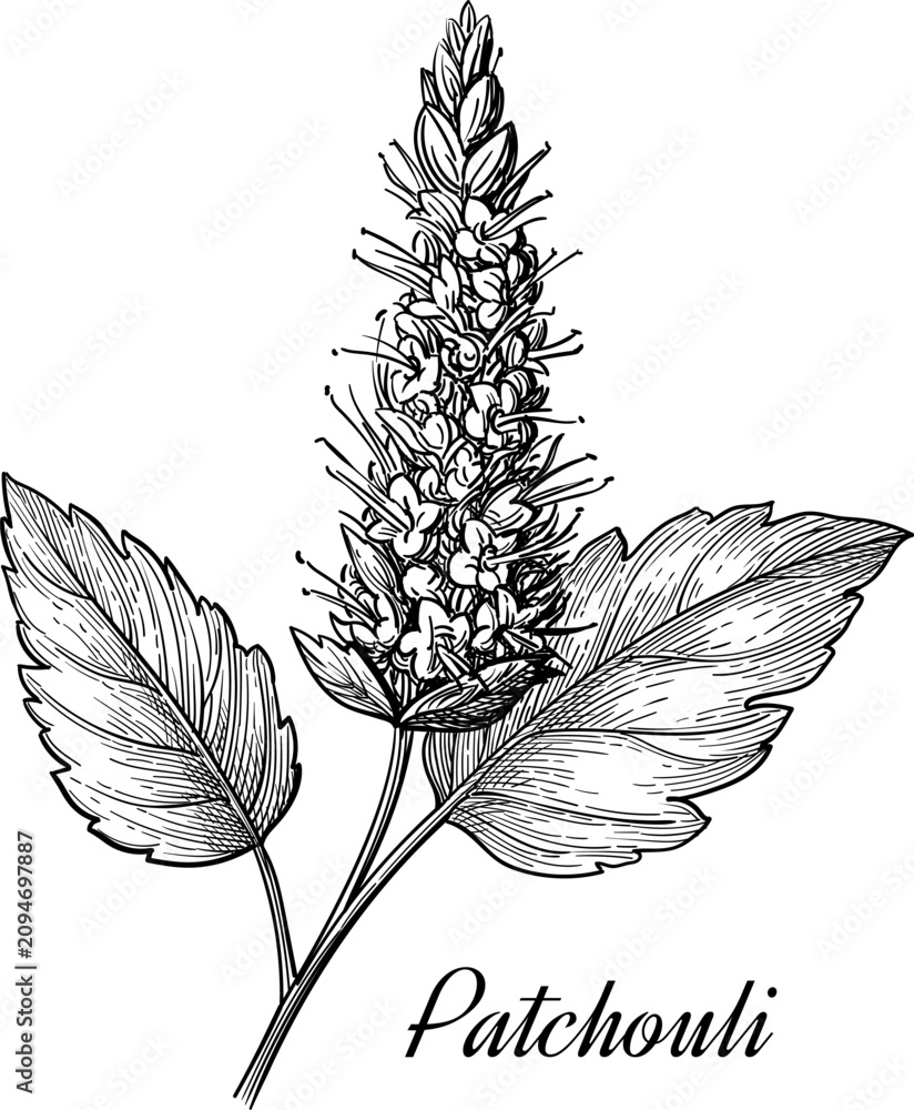 Fototapeta premium Patchouli plant. Isolated ink sketches of Pogostemon cablin. Aromatic herb used in essential oils, perfumes, and fragrances. Hand-drawn vintage engraving illustration.