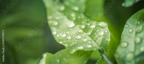 Billede på lærred Gorgeous summer nature, lush green leaves, glistening rain droplets, dewy macro