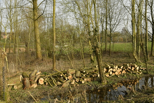 Foto Empilement de bûches le long d'un ruisseau à Écaussinnes d'Enghien (Soignies)