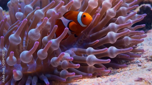clown fish in aquarium